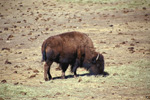 Bison